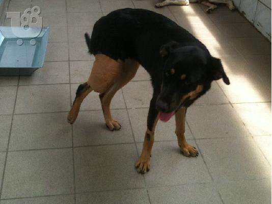 Νεαρη σκυλιτσα χαριζεται