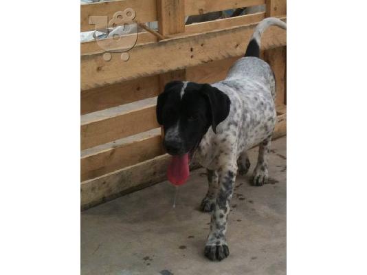 Κουταβακια 4μισι μηνων χαριζονται