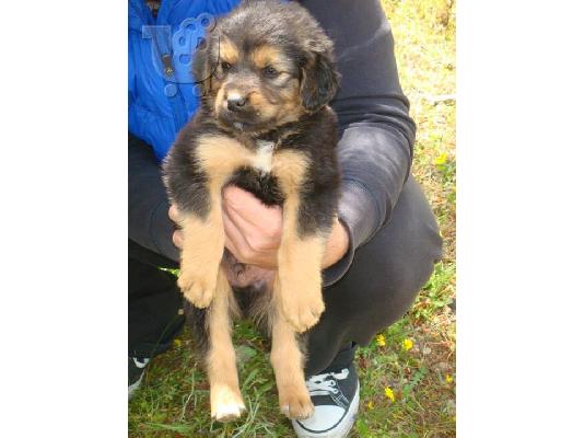 Κουταβακια χαριζονται