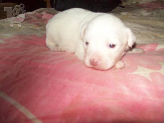 Μικροσωμα κουταβακια χαριζονται