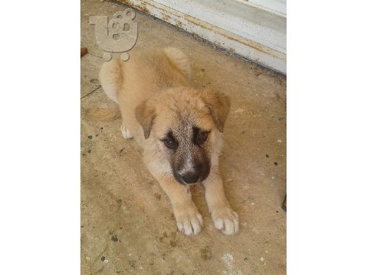 Η μικρη Πατουσα ψαχνει σπιτακι