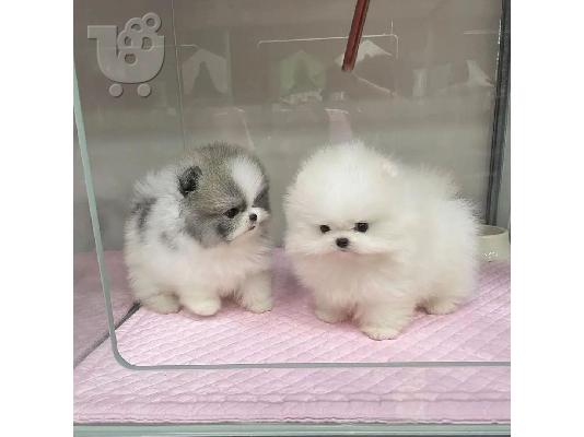 PoulaTo: Όμορφα κουτάβια Pomeranian για καλό σπίτι