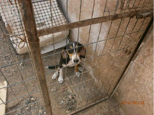 Μικροσωμη σκυλιτσα ψαχνει σπιτακι