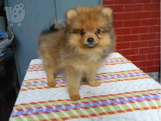 PoulaTo: Σπιτζ καθαροαιμο κουταβακι