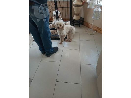 Παιχνίδι Poodle
