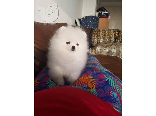 Πώληση Pomeranian σκύλοι και κουτάβια