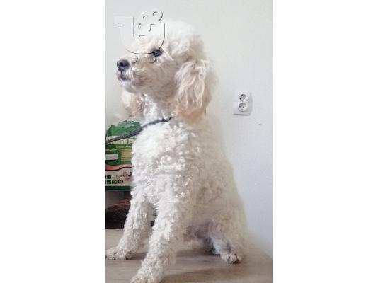 Αγορά poodle παιχνιδιών