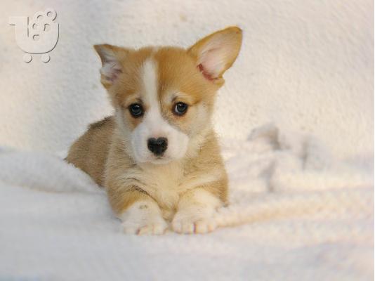 Ουαλικό Corgi Pembroke κουτάβια