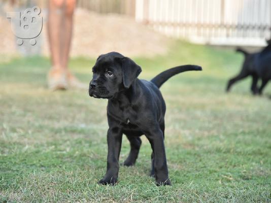 Cane Corso κουτάβια
