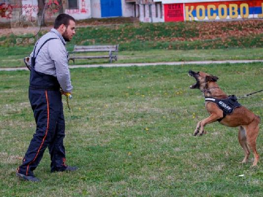 Βελγικός Ποιμενικός Μαλινουά