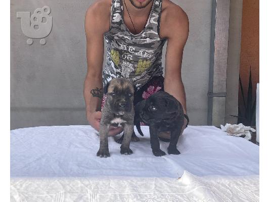 Cane Corso κουτάβια προς πώληση