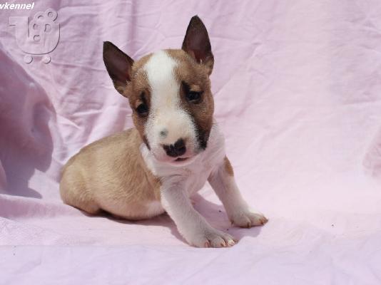Κουτάβια Mini Bull Terrier
