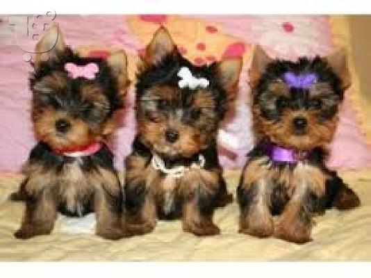 PoulaTo: Το σπίτι έθεσε κουτάβια yorkie για rehoming