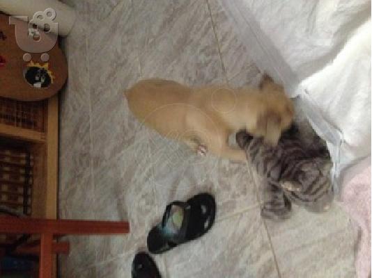 Καθαροαιμο πιτμπουλ