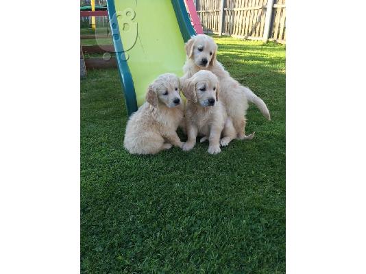 PoulaTo: Disponibili pui jucăuși de Golden Retriever