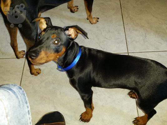 πωλειται κουταβι