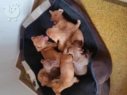 Καθαρόαιμα κουταβάκια Pitbull Rednose