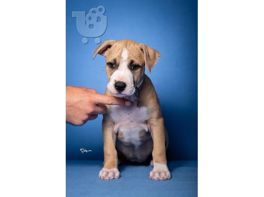 American Staffordshire Terrier κουτάβια