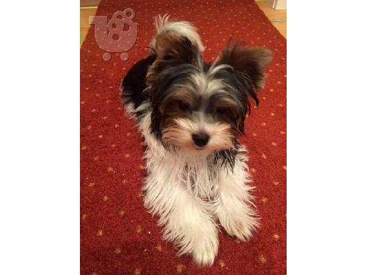 ΓιορκσάιρΤεριέ 12 εβδομάδων. 2 τελευταία. καθαρόαιμο...