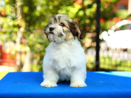 PoulaTo: Bichon Havanese κουτάβια