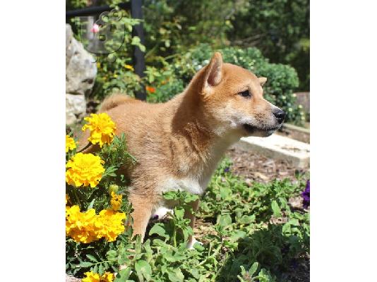 PoulaTo: Shiba Inu Puppies
