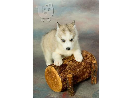 husky-ΔΩΡΟ ΓΙΑ ΠΡΩΤΟΧΡΟΝΙΑ