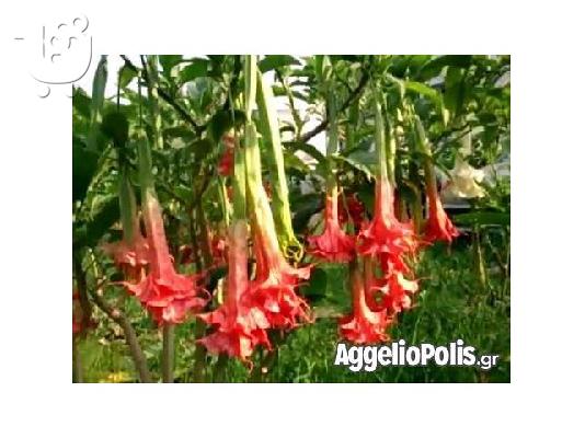 50 Σποροι Κοκκινης Datura