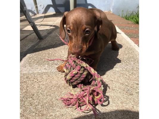 Μίνι Dachshunds