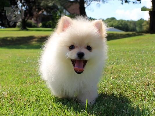 PoulaTo: Γλυκά μικρά Pomeranian Puppies
