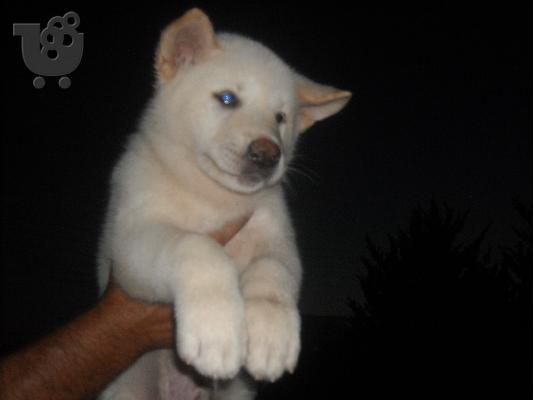 ΠΩΛΟΥΝΤΑΙ ΚΟΥΤΑΒΙΑ ΑΚΙΤΑ