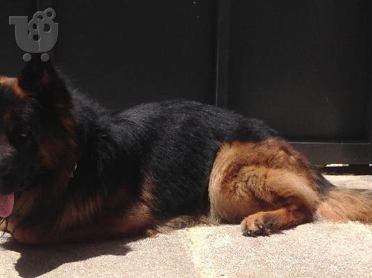 PoulaTo: γερμανικα ποιμενικα κουταβια