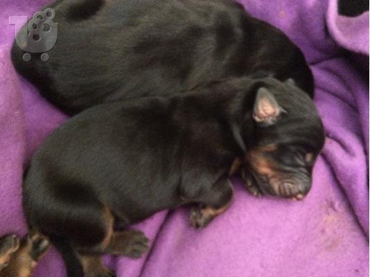 doberman ,καθοαιμα απο πρωταθλητες γονεις ελλαδος και ιταλιας...