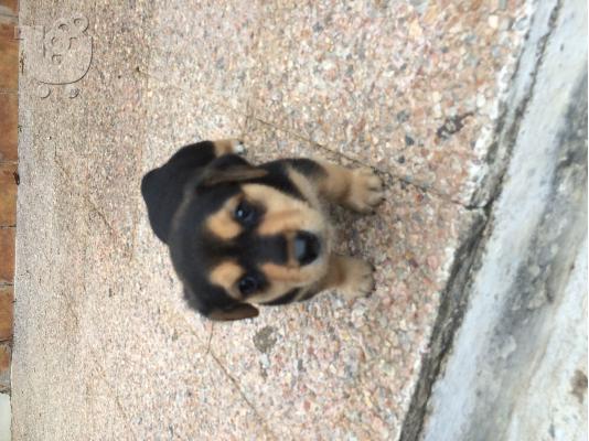 PoulaTo: Πωλείται Ροτβαιλερ (Rottweiller)