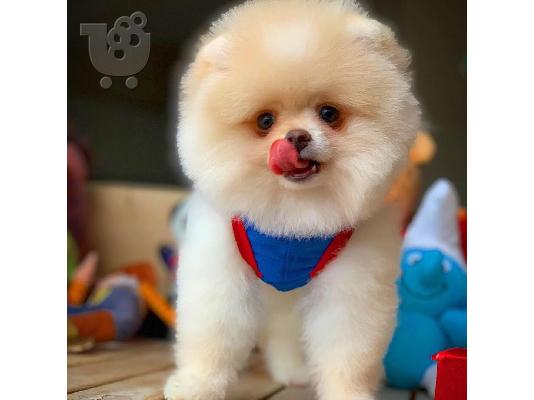 PoulaTo: Γλυκά μικρά Pomeranian κουτάβια