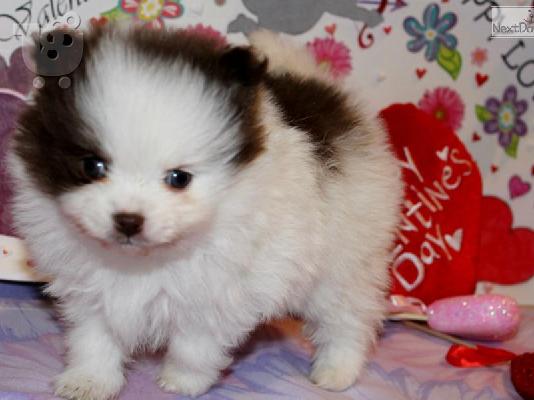 PoulaTo: πανέμορφο Pomeranian κουτάβια