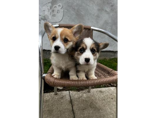 Pembroke Welsh Corgi κουτάβια