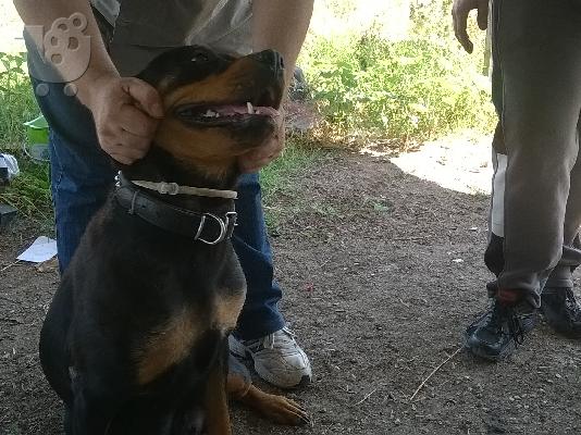 πωλούνται Ροτβαιλερ