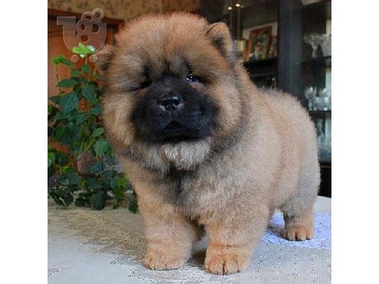 κουτάβια chow Chow διαθέσιμα.