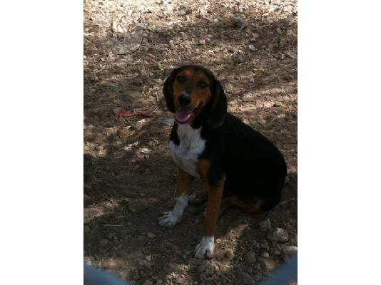 Γκεκας η Μπελλα χαριζεται