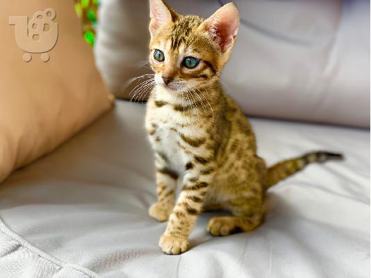 X μαζικά γατάκια Savannah