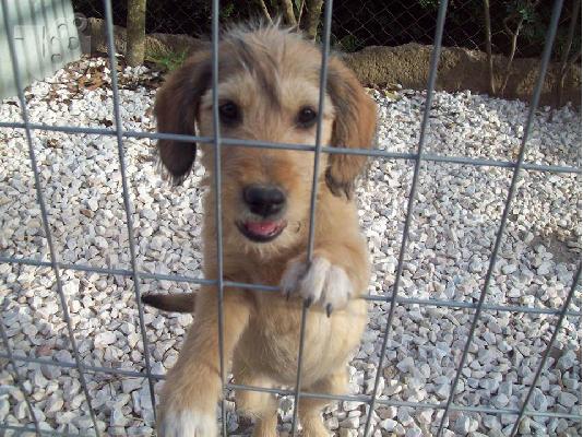 Κουταβακια 2 μηνων χαριζονται