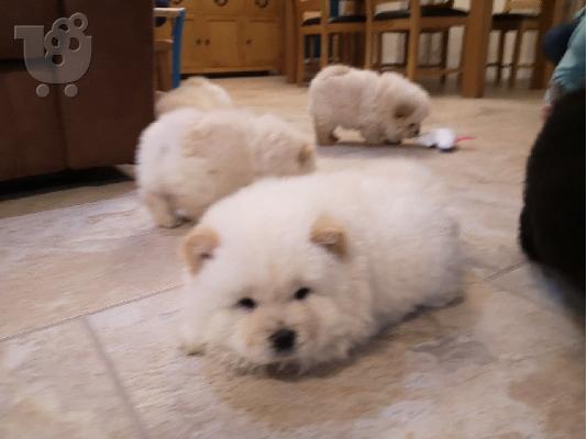 chow chow προς πώληση.