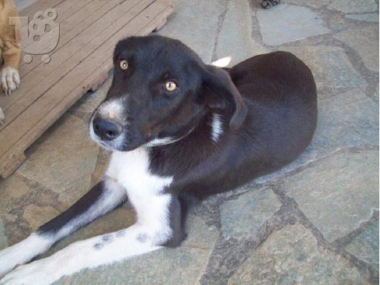 PoulaTo: Νεαρα αγορακια ψαχνουν οικογενεια