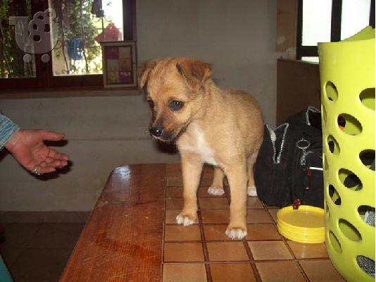 PoulaTo: Κουταβακι χαριζεται