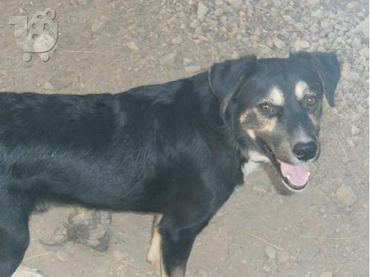 Μεσαιου μεγεθους σκυλακι χαριζεται