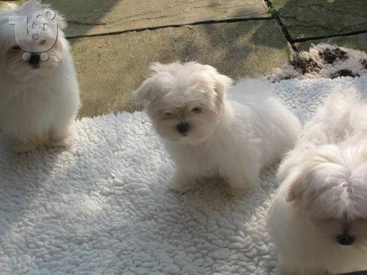 Μαλτέζ καθαροαιμα κουταβια