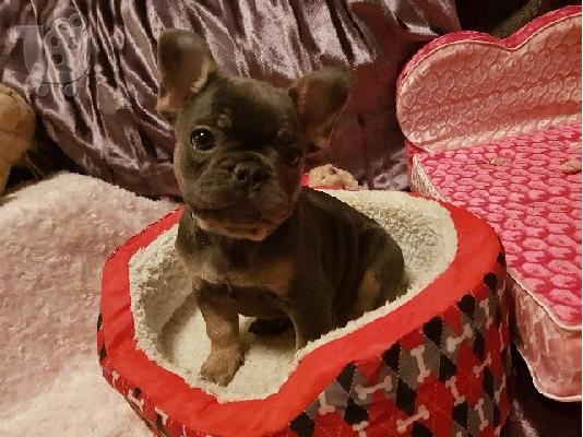 PoulaTo: Όμορφα γαλλικά μπουλντόγκ μωρά