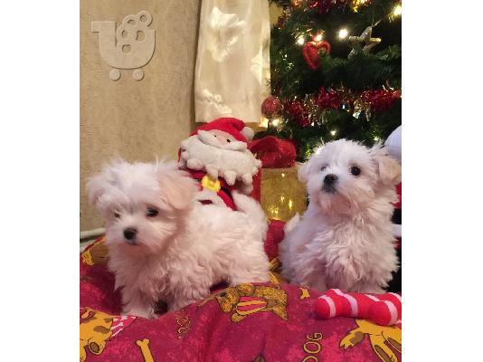 PoulaTo: Lovely Maltes Pups Πλήρως δοκιμασμένο για την υγεία