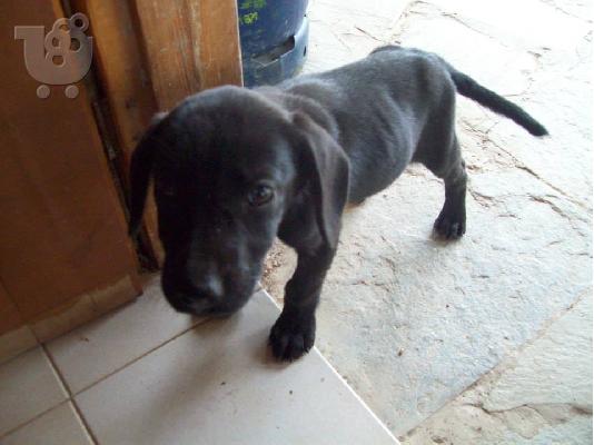 PoulaTo: Κουταβουλες χαριζονται