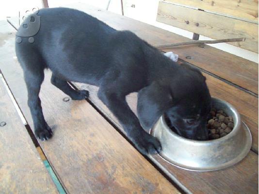 Κουταβουλες χαριζονται